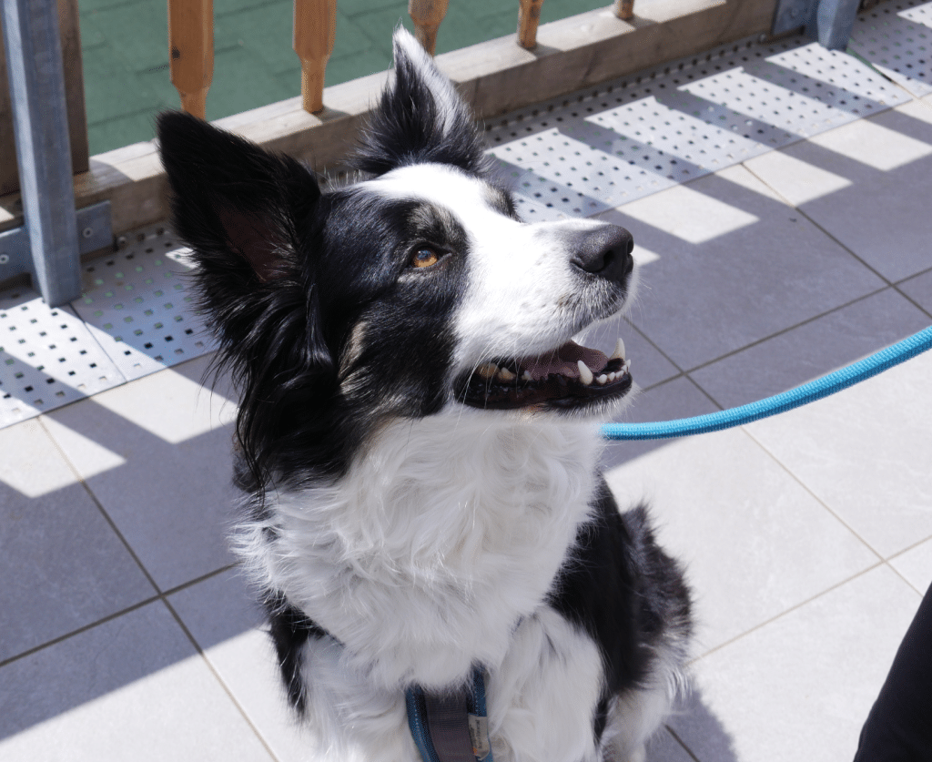 Urlaub mit Hund Restaurant