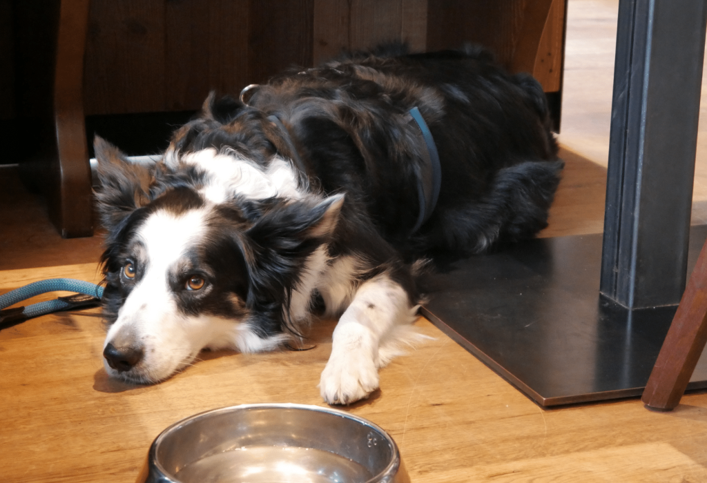 Hund liegend mit einem Wassernapf