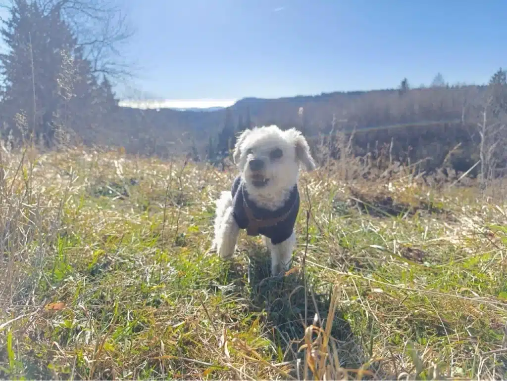 Urlaub im Schwarzwald mit Hund
