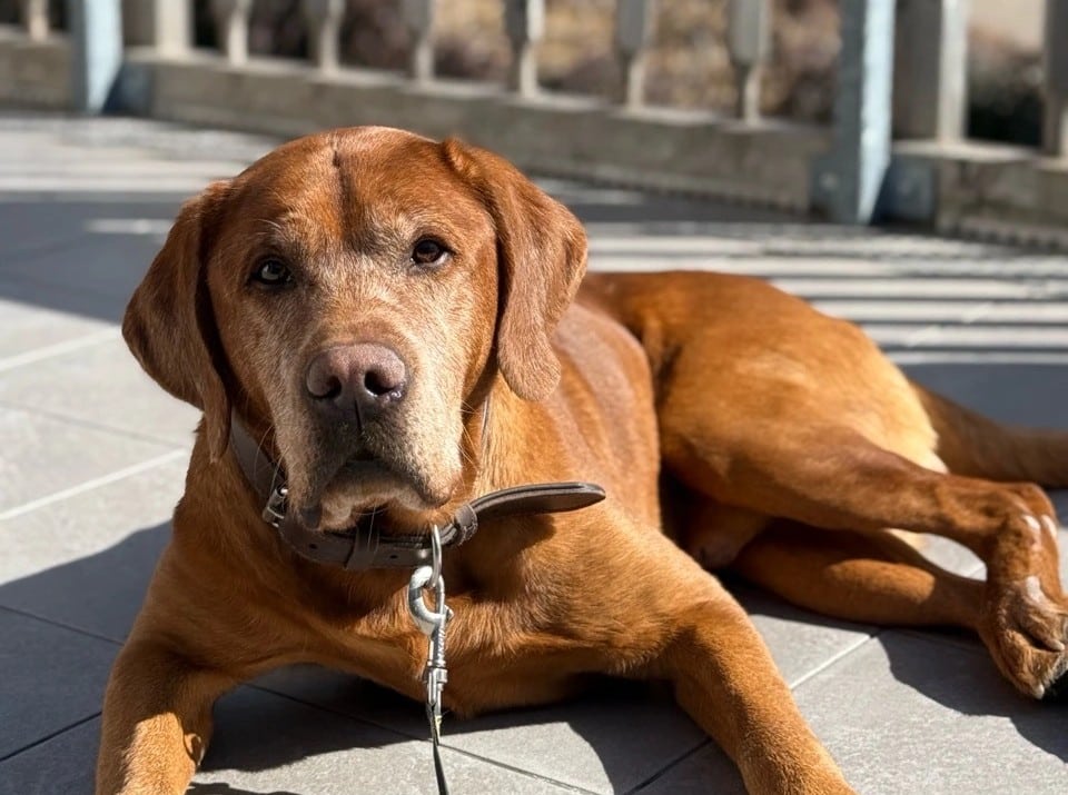 Urlaub im Schwarzwald mit Hund
