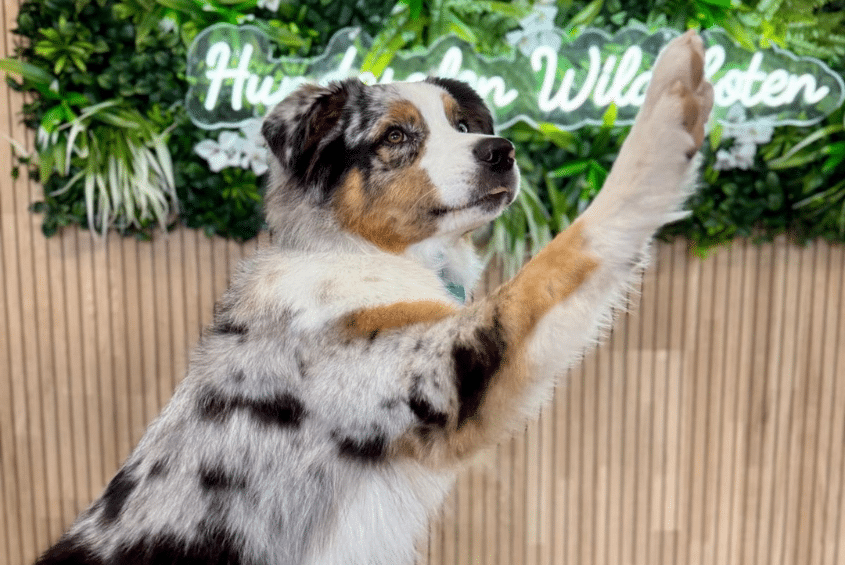 holiday with dog in the black forest